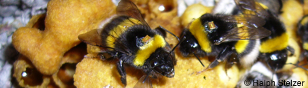bumblebee_with_RFID-tag